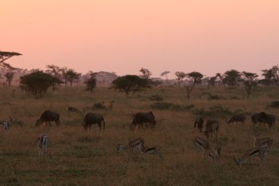 Serengeti N.P.
