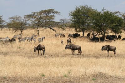 Serengeti N.P.
